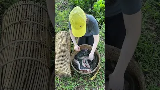 Survival fish trapping skills for huge fish