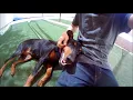 ADOPTED Phoebe - Doberman Pinscher For Adoption