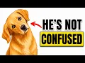 Your Dog Isn t Confused They re Actually Testing You