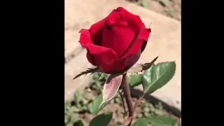 انت حبيب عيوني نور عيوني انت  اروع حالات واتس  دندنها