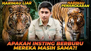 HARIMAU LIAR VS HARIMAU PENANGKARAN! APA PERBEDAAN KEMAMPUAN BERBURU MEREKA?!
