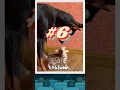 Download Lagu Top 10 Big Sweet Dogs \u0026 Cute Kittens #dog #dogshorts #cat #catshort #cats #love #unlikelyfriends
