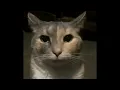 Cat stare meme