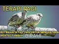 Lagu terapi pagi PERKUTUT -Siraja PIKAT untuk menguatkan Mental dan tambah BIRAHI .