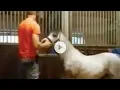 michael hanley horse michael hanley the horse horse twitter