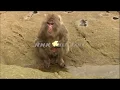 NHK BANK - Japanese macaque washing sweet potatoes in the ocean
