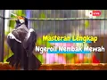 Download Lagu Masteran Jalak Suren Gacor Yang Anda Cari! Isian Super Komplit Dari Lovebird, Cililin, Kenari