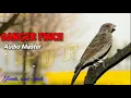 Download Lagu SUARA MASTERAN BURUNG SANGER // LAGU LELAH + SPED