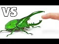 The Deadliest Insects vs My Finger