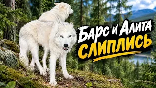 Барс тряхнул стариной, Волэнды из парка северных Волков 