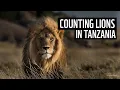 Download Lagu Counting big cats in Tanzania ⏐ WWF