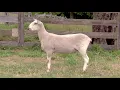 LOT 6 - HIGH ROAD SHEEP