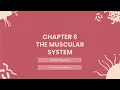 Chapter 6 - The Muscular System