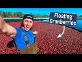 Download Lagu CRANBERRY HARVESTING - Why do they flood the fields?