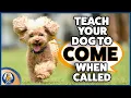 The Recall Myth Why Your Off Leash Dog Isn t Coming When Called And How To Fix It