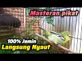 burung Cipoh Gacor Suara Masteran Dan Pikat Bikin Burung Cipoh Apapun 100% Jamin Langsung Nyaut✅️