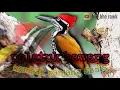 Download Lagu PELATUK BAWANG gacor nembak panjang #pelatuk #masteran #bismillah #masteranburung   #masterankasar