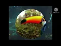 Download Lagu Inheemse Groep PAWANA SÈWA , TUHTUKU .