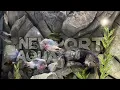 Exploring the AMAZING Newport Aquarium