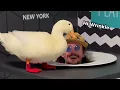Download Lagu I took my duck to the Museum of Illusions