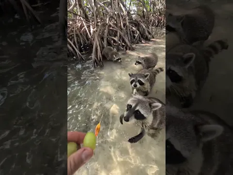 Would you do this?