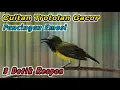 Download Lagu PANCINGAN SOGON NGRIWIK NEMBAK JITU BIKIN SOGON DISITU LANGSUNG RESPON ‼️HITUNGAN DETIK IKUTAN GACOR