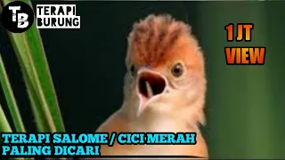 Download Terapi Air Untuk Burung Cici Merah / Salome MP3