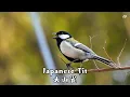Japanese Tit