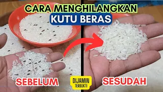 cara menghilangkan kutu beras yang mengganggu cepat dan ampuh 
