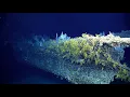 Deep Sea Exploration The deep ocean