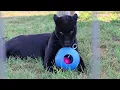 Download Lagu Bagheera, a Rescued Black Jaguar, LOVES Rolling with her Ball