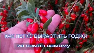 КАК ЛЕГКО ВЫРАСТИТЬ ГОДЖИ из семян самому 