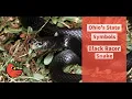 Black Racer Snake