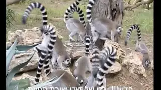 נשמור על העולם מתוך בגן של דודו 15 שירת החיות DUDU FISHER  נשמור על העולם מתוך בגן של דודו 15 שירת החיות DUDU FISHER
