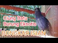 Download Lagu Ciung Batu Burung Eksotis Bongkar Isian