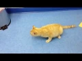Cat with Rabies