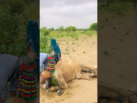 ‎من حياة الصحراء... مشهد يجمع الإنسان والجمل