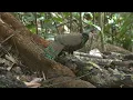 Download Lagu BORNEO A WILDLIFE ODYSSEY - PART 1 #wildlife #birds #birding #borneo