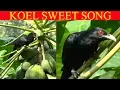 Lagu Asian Western Koel Beautiful Song~Koel calling~Bird sound
