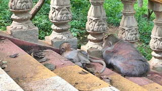 Poor Barrica Child Monkey Screaming As Grandma Barry's Weaning