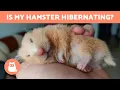 Download Lagu How Do I Know if My HAMSTER is HIBERNATING? 🐹