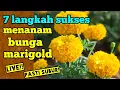 Download Lagu 7 Langkah Sukses Menanam Bunga Marygold