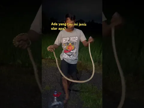 Jenis ular apa ini? Serius tanya