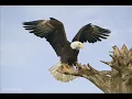 I Believe I can fly- Birds of prey tribute