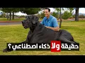 Download Lagu أضخم الكلاب في العالم.. كلاب بحجم الحمار!
