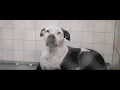 You Can Save A Life Pasadena Animal Shelter