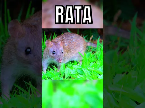 ANIMALES CAPTADOS ROBANDO COMIDA 🐒😨 #youtube #youtubeshorts #shorts