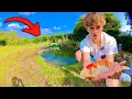 Download Lagu I Got My Biggest Koi Yet For The Pond!