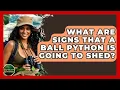 What Are Signs That A Ball Python Is Going To Shed - Reptilian Wonders