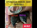 Lagu 8 perbedaan jantan dan betina emprit kaji anak,an/baby